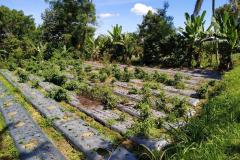 hanbrighton-buc-jual-tanah-3850m2-pinggir-jalan-nasional-jalan-raya-baturiti-tabanan-2