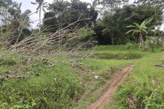 hanbrighton-jual-tanah-87-are-apuan-baturiti-tabanan-view-sawah-dekat-jatiluwih-13