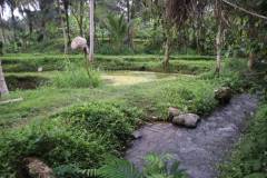 hanbrighton-jual-tanah-87-are-apuan-baturiti-tabanan-view-sawah-dekat-jatiluwih-15
