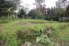 hanbrighton-jual-tanah-87-are-apuan-baturiti-tabanan-view-sawah-dekat-jatiluwih-9
