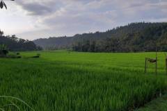 hanbrighton-dijual-cepat-tanah-120-are-pinggir-jalan-provinsi-busungbiu-buleleng-1