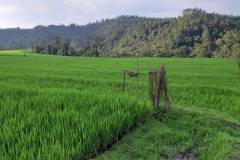 hanbrighton-dijual-cepat-tanah-120-are-pinggir-jalan-provinsi-busungbiu-buleleng-2