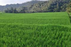 hanbrighton-dijual-cepat-tanah-120-are-pinggir-jalan-provinsi-busungbiu-buleleng-3