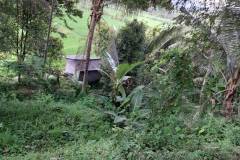 hanbrighton-dijual-cepat-tanah-120-are-pinggir-jalan-provinsi-busungbiu-buleleng-5