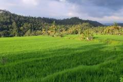 hanbrighton-dijual-cepat-tanah-120-are-pinggir-jalan-provinsi-busungbiu-buleleng-6
