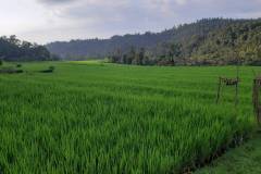 hanbrighton-dijual-cepat-tanah-120-are-pinggir-jalan-provinsi-busungbiu-buleleng-7
