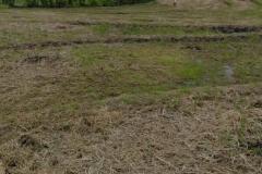 hanbrighton-jual-tanah-24-are-subak-uma-canggu-4