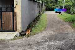 hanbrighton-jual-tanah-hadap-barat-area-perumahan-gatsu-barat-padangsambian-denbar-4