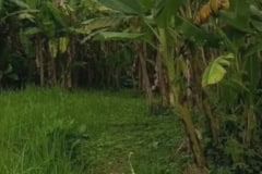 hanbrighton-jual-tanah-2-are-kutuh-kerambitan-tabanan-3