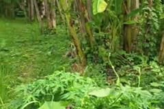 hanbrighton-jual-tanah-2-are-kutuh-kerambitan-tabanan-4