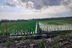 hanbrighton-jual-tanah-26-are-pantai-pasut-kerambitan-tabanan-view-laut-gunung-2