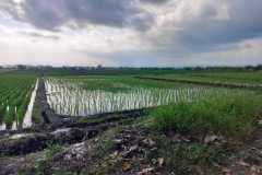 hanbrighton-jual-tanah-26-are-pantai-pasut-kerambitan-tabanan-view-laut-gunung-3