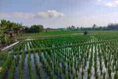 hanbrighton-jual-tanah-26-are-pantai-pasut-kerambitan-tabanan-view-laut-gunung-5