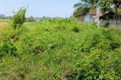 hanbrighton-jual-tanah-25-are-lukluk-mengwi-badung-1