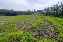 hanbrighton-dijual-tanah-murah-32-are-megati-tabanan-2