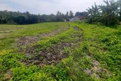 hanbrighton-dijual-tanah-murah-32-are-megati-tabanan-4