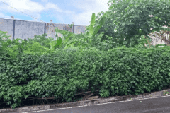 hanbrighton-jual-tanah-4-are-muding-denpasar-barat-4