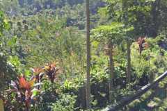 hanbrighton-jual-tanah-144-are-view-pegunungan-hutan-munduk-buleleng-1