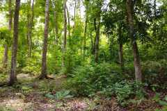 hanbrighton-dijual-tanah-36440m2-baler-bale-agung-negara-jembrana-10