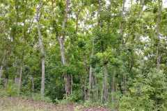 hanbrighton-dijual-tanah-36440m2-baler-bale-agung-negara-jembrana-11