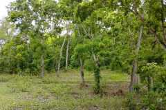 hanbrighton-dijual-tanah-36440m2-baler-bale-agung-negara-jembrana-3