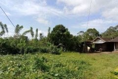 hanbrighton-jual-tanah-perkebunan-kopi-produktif-64-ha-pupuan-tabanan-1