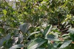 hanbrighton-jual-tanah-perkebunan-kopi-produktif-64-ha-pupuan-tabanan-2