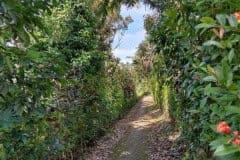 hanbrighton-jual-tanah-perkebunan-kopi-produktif-64-ha-pupuan-tabanan-3