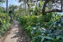 hanbrighton-jual-tanah-perkebunan-kopi-produktif-64-ha-pupuan-tabanan-4