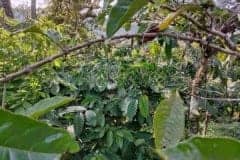 hanbrighton-jual-tanah-perkebunan-kopi-produktif-64-ha-pupuan-tabanan-5