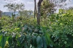 hanbrighton-jual-tanah-perkebunan-kopi-produktif-64-ha-pupuan-tabanan-6