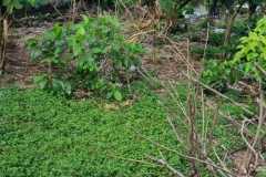 hanbrighton-sewa-min-20-th-tanah-1680m2-tukad-badung-renon-densel-3