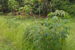 hanbrighton-investasi-cerdas-tanah-strategis-desa-sangsit-sawan-buleleng-seluas-26229m2-5