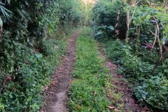 hanbrighton-jual-tanah-kebun-60-are-sekumpul-sawan-buleleng-10