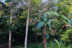 hanbrighton-jual-tanah-kebun-60-are-sekumpul-sawan-buleleng-6