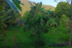 hanbrighton-jual-tanah-kebun-60-are-sekumpul-sawan-buleleng-7