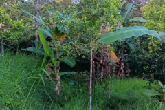 hanbrighton-jual-tanah-kebun-60-are-sekumpul-sawan-buleleng-8