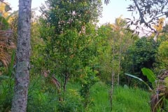 hanbrighton-jual-tanah-kebun-60-are-sekumpul-sawan-buleleng-9