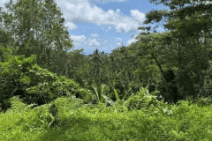 hanbrighton-jual-tanah-550-are-wanagiri-selemadeg-tabanan-6