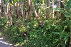 hanbrighton-jual-tanah-35-are-bresela-ubud-gianyar-3