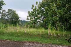 hanbrighton-jual-tanah-murah-55-are-harga-nego-seririt-buleleng-3