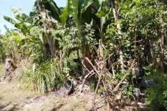 jual-cepat-tanah-hadap-utara-500m2-ungasan-kuta-selatan-dekat-gwk-2