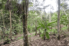 hanbrighton-jual-tanah-hadap-timur-9410m2-desa-wongaya-gede-penebel-tabanan-2