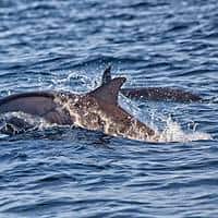 Bingung Mau Investasi Di Bali Utara? Lovina Pilihannya!