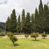 Yuk Ketahui Peluang Perkebunan Di Dekat P-WEC Petungsewu Malang