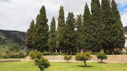 Yuk Ketahui Peluang Perkebunan Di Dekat P-WEC Petungsewu Malang