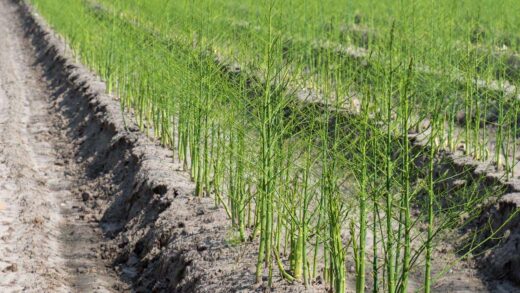 Prospek Memiliki Perkebunan Asparagus Di Baturiti