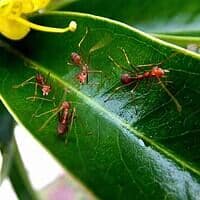 Gending Rare Bali Semut Semut Api