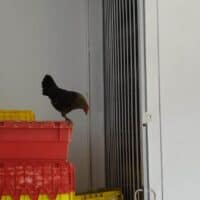 Menunggu Di Mini Market Indomaret Sambil Ditemanin Ayam