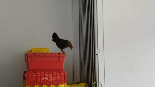 Menunggu Di Mini Market Indomaret Sambil Ditemanin Ayam